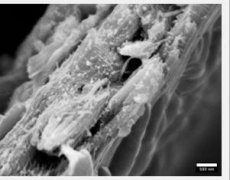<b>科学家发觉可高效储存碳的全新木材类型</b>